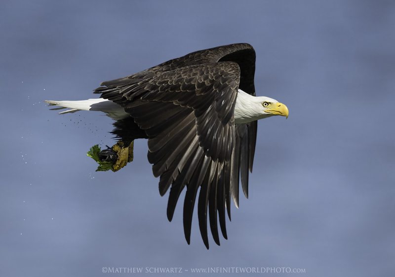 Bald Eagle - Haliaeetus leucocephalus - with Midshipman fish - Copyright Matthew Schwartz