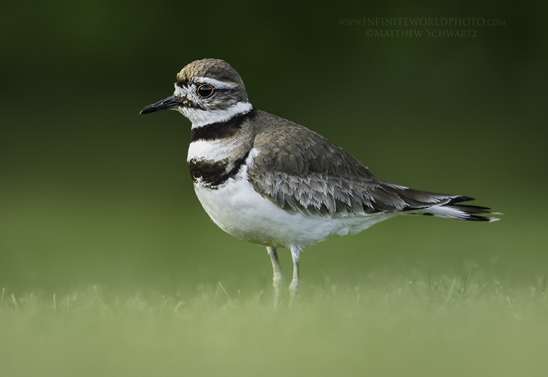 A killdeer surveys its territory