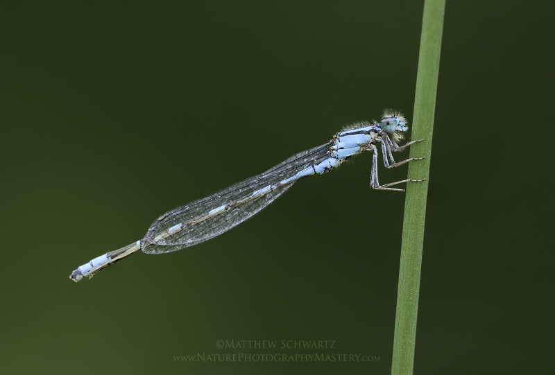 Dragonfly on grass stem